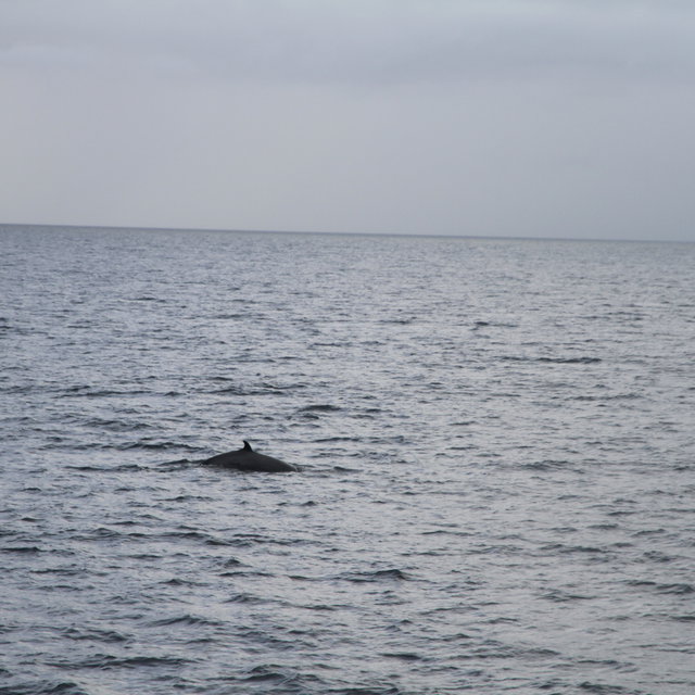 Minke whale coming out of the water to breathe.