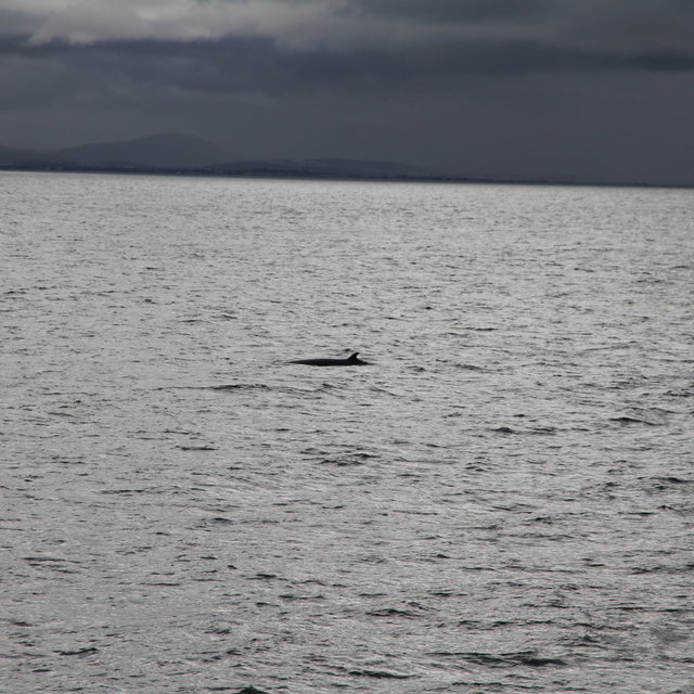 Minke whale coming out of the water to breathe.