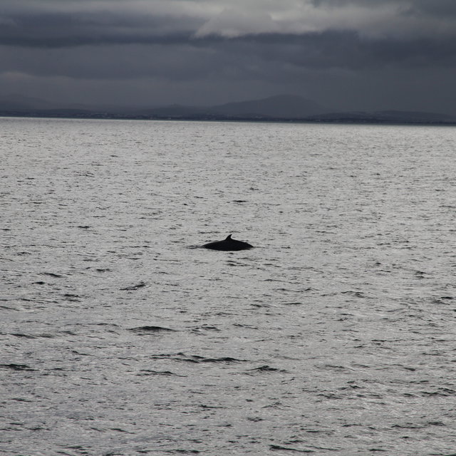 Minke whale going for a deep dive.