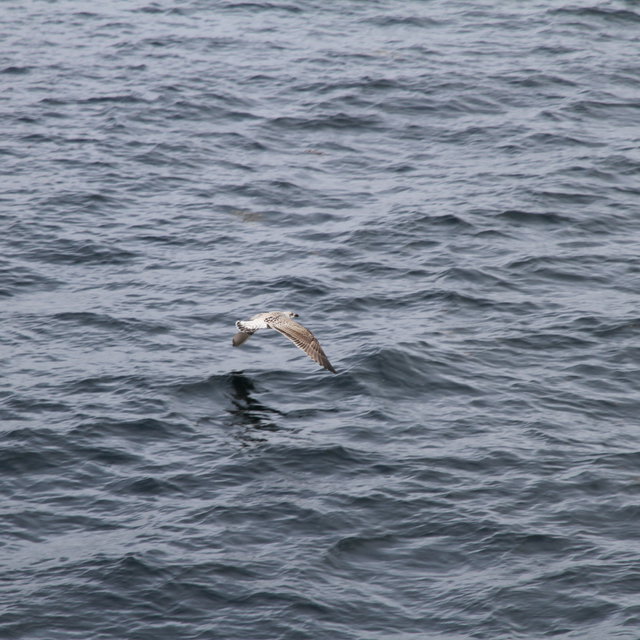 Seagull flying close to the surface of the ocean.