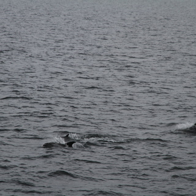 White-beaked dolphins swimming at the surface.
