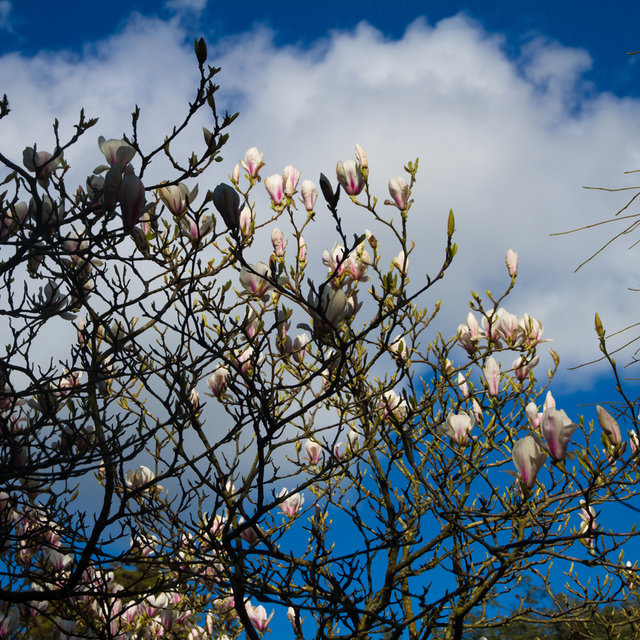 Tree blossoms in the Fota Gardens and Arboretum.