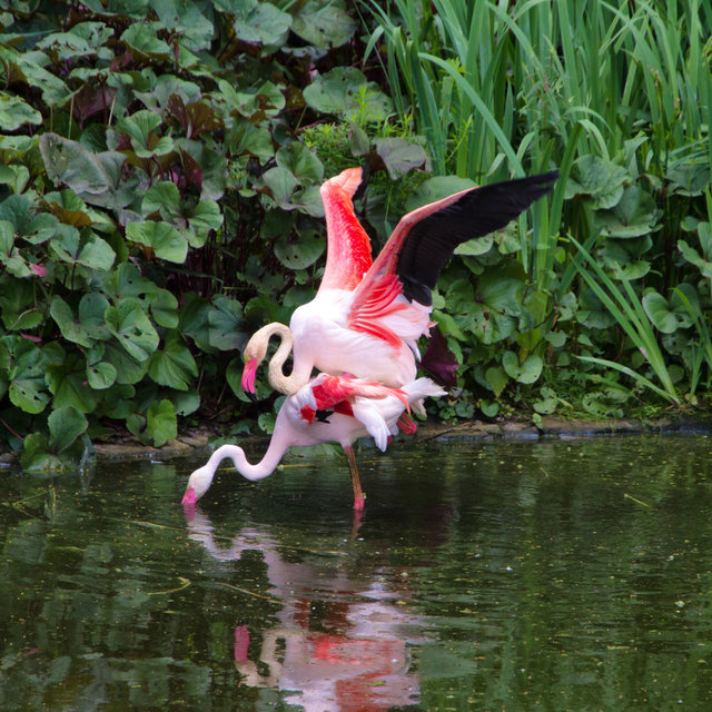 Two flamingos mating in the Bayreuth zoo.