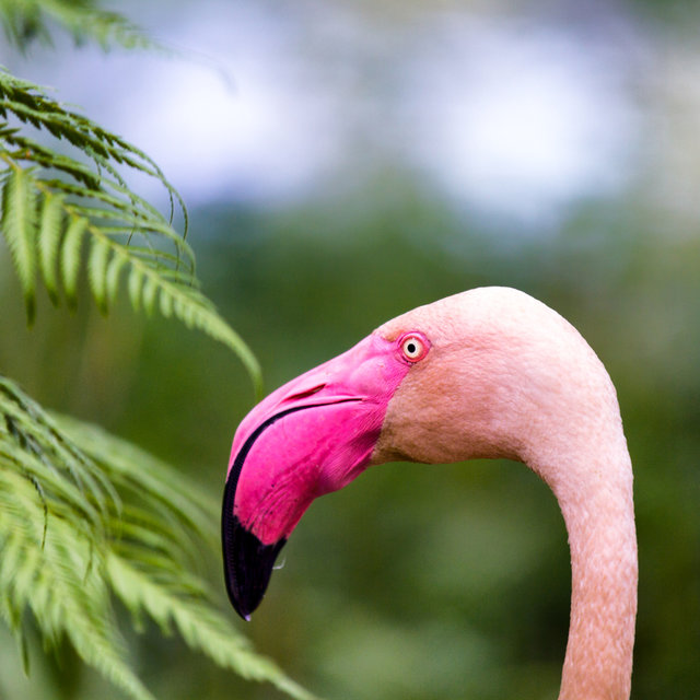 A flamingo in the Bayreuth zoo.