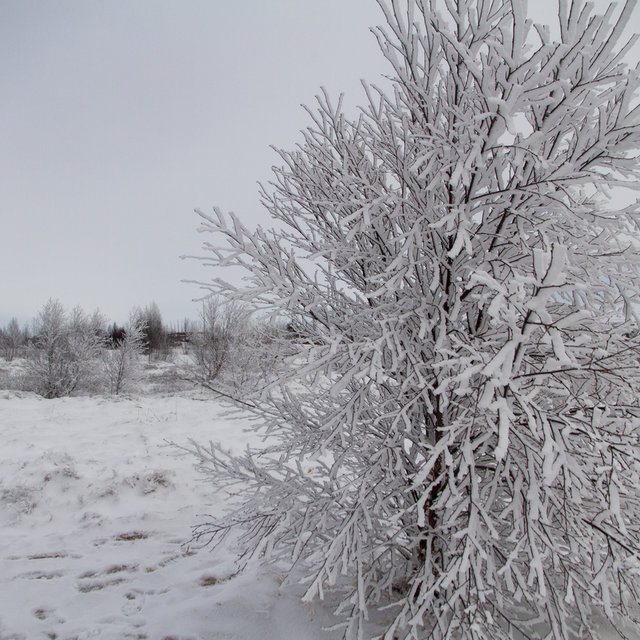Tree covered in ice near the geyser Strokkur.